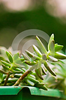 Succulent type of plant in a green vase with blurred background