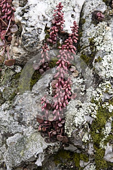 The succulent Umbilicus horizontalis between rocks