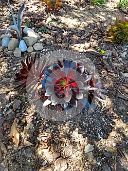 Echeveria Black Prince Succulent photo