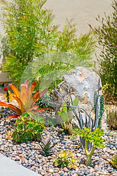 Succulent water wise desert garden
