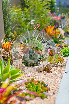 Succulent water wise desert garden