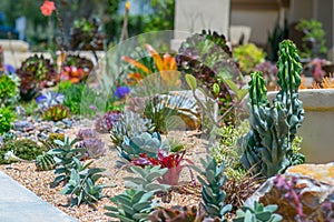 Succulent water wise desert garden