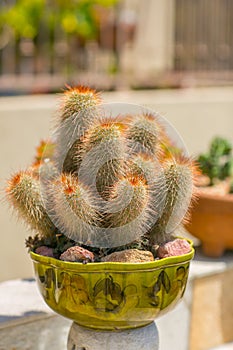 Succulent water wise desert garden