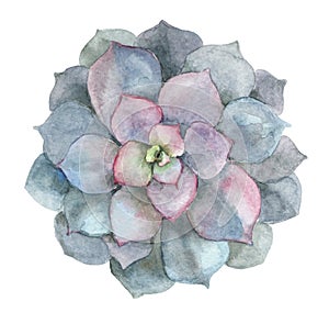 Succulent in watercolor