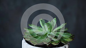 Succulent watering. Female hand spraying plant with water sprayer.