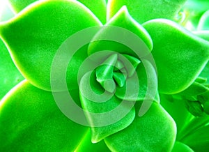 Succulent wild flower background wallpaper fine art prints