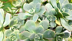 succulentes