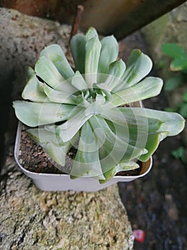 Succulento