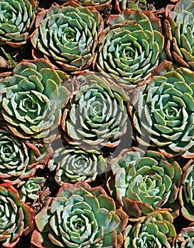 Succulents