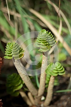 Succulents