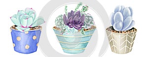 Succulents and air-plants in pots illustration, watercolor painting.