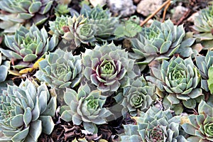 Succulents as a background