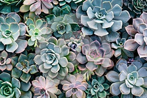 succulents background Many beautiful succulents freshness garden