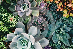 succulents background Many beautiful succulents freshness garden