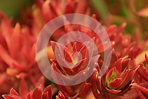 Succulents in a botanical garden - Crassula sp. with red leaves