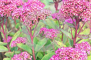 Succulents with bright pink flowers. Hylotelephium telephium orpine,livelong,life-everlasting,witch`s moneybags in bloom.