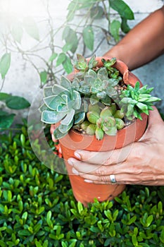 Succulents in broken pottery, Stylish gardening