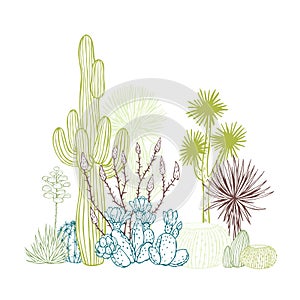 Succulents and cacti. Desert plants.