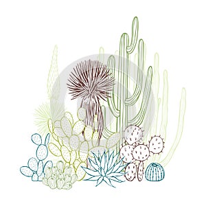 Succulents and cacti. Desert plants.