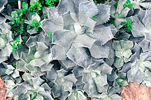 succulents and cactus blooming decoretive on garden with small r