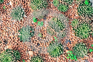 succulents and cactus blooming decoretive on garden with small r
