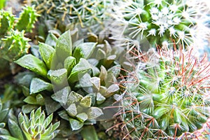 Succulents cactus, botanical garden background. Tropical greenhouse of various types of succulents.
