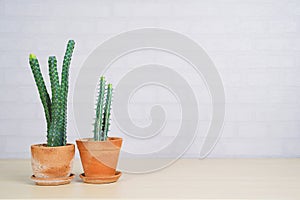 Succulents or cactus in clay pots on wooden table and gray brick wall.