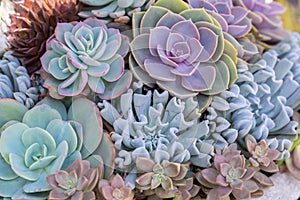 Succulents or cactus in desert botanical garden for decoration and agriculture design