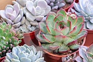 Succulents or cactus in desert botanical garden for decoration and agriculture design