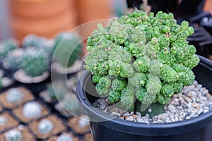 Succulents or cactus in desert botanical garden for decoration and agriculture design