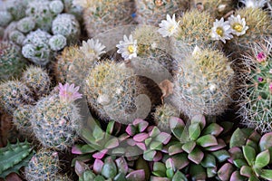 Succulents or cactus in desert botanical garden for decoration and agriculture design