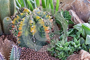 Succulents or cactus in desert botanical garden for decoration and agriculture design