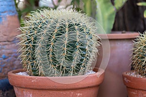 Succulents or cactus in desert botanical garden for decoration and agriculture design