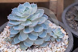 Succulents or cactus in desert botanical garden for decoration and agriculture design