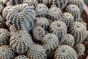 Succulents or cactus in desert botanical garden for decoration and agriculture design