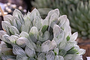 Succulents or cactus in desert botanical garden for decoration and agriculture design