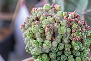 Succulents or cactus in desert botanical garden for decoration and agriculture design