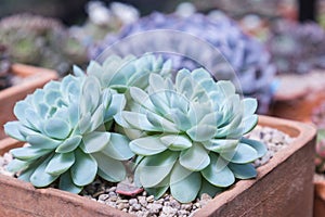 Succulents or cactus in desert botanical garden with sand stone pebbles background for decoration and agriculture design.