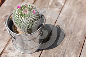 Succulents or cactus in desert botanical garden with sand stone pebbles background for decoration and agriculture design.