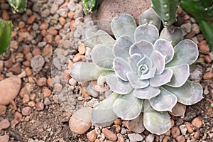 Succulents or cactus in desert botanical garden with sand stone pebbles background for decoration and agriculture design.