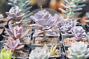 Succulents or cactus in desert botanical garden with sand stone pebbles background for decoration and agriculture design.