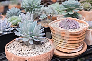 Succulents or cactus in desert botanical garden with sand stone pebbles background for decoration and agriculture design.