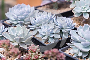 Succulents or cactus in desert botanical garden with sand stone pebbles background for decoration and agriculture design.