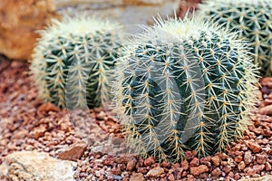 Succulents or cactus in desert botanical garden with sand stone pebbles background. succulents or cactus for decoration.