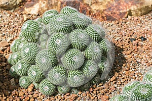 Succulents or cactus in desert botanical garden with sand stone pebbles background. succulents or cactus for decoration.