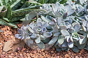 Succulents or cactus in desert botanical garden with sand stone pebbles background. succulents or cactus for decoration.