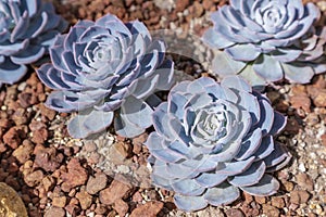 Succulents or cactus in desert botanical garden with sand stone pebbles background. succulents or cactus for decoration.