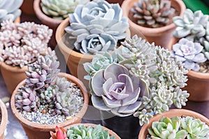 Succulents or cactus in desert botanical garden with sand stone pebbles background. succulents or cactus for decoration.