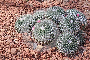 Succulents or cactus in desert botanical garden with sand stone pebbles background. succulents or cactus for decoration.