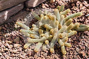 Succulents or cactus in desert botanical garden with sand stone pebbles background. succulents or cactus for decoration.